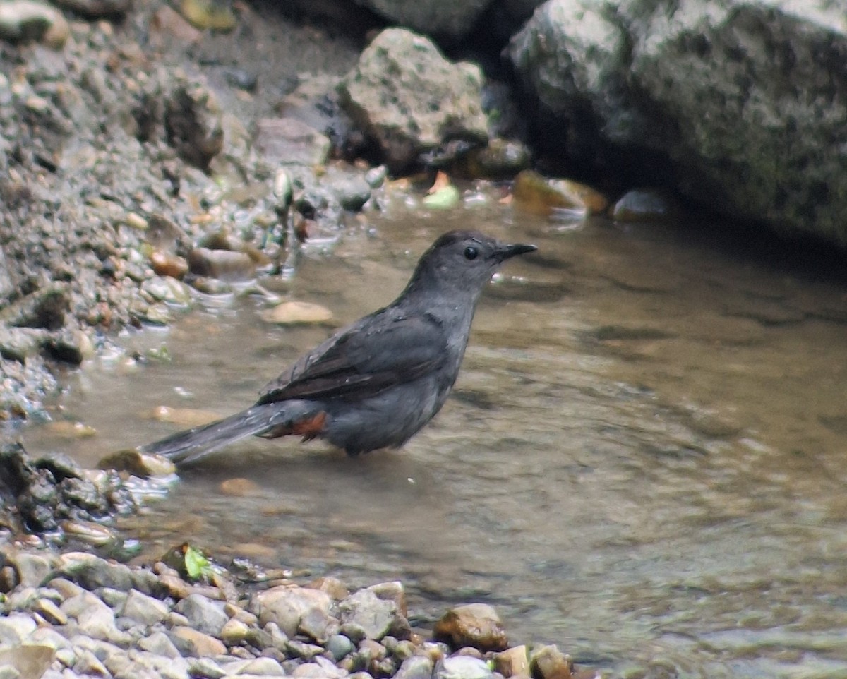 Pájaro Gato Gris - ML620518737