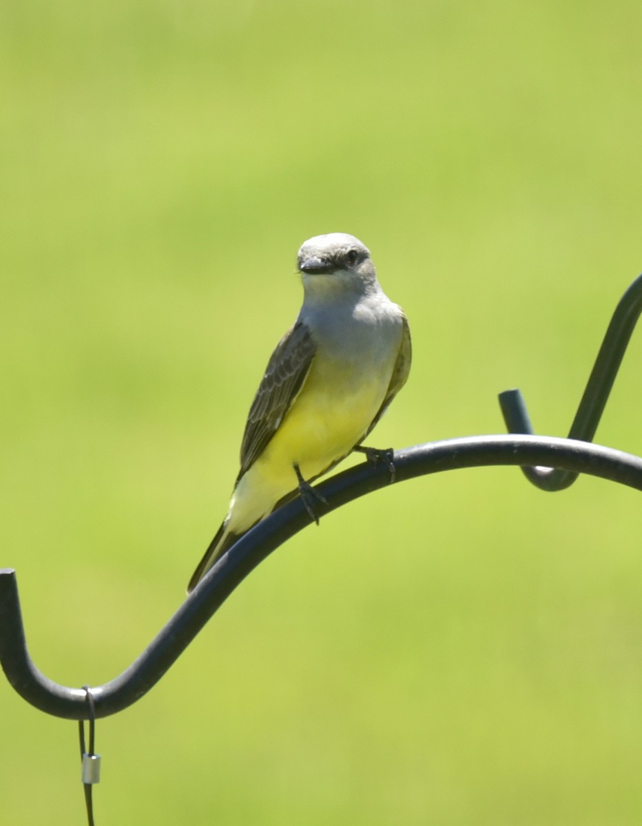 Western Kingbird - ML620518738