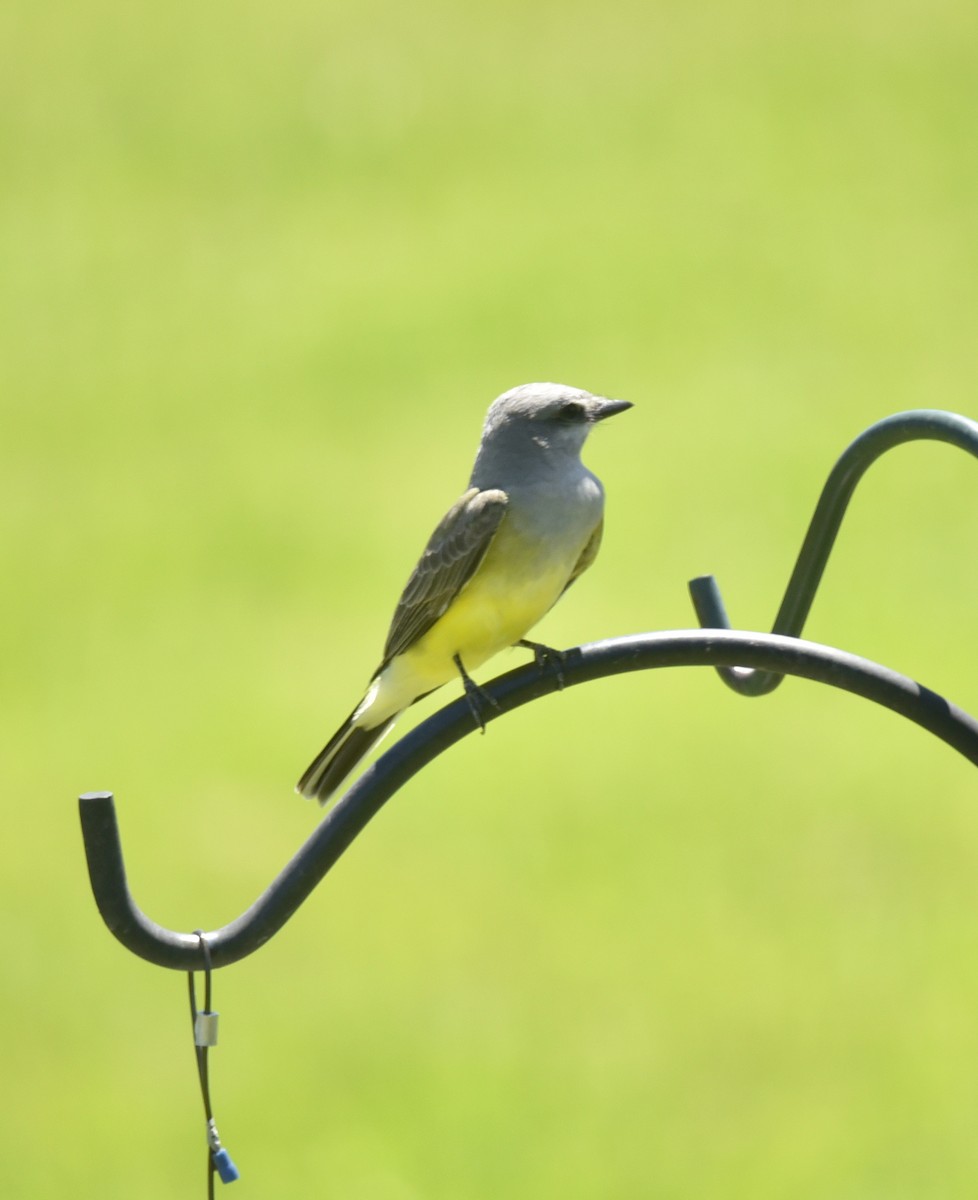 Western Kingbird - ML620518740