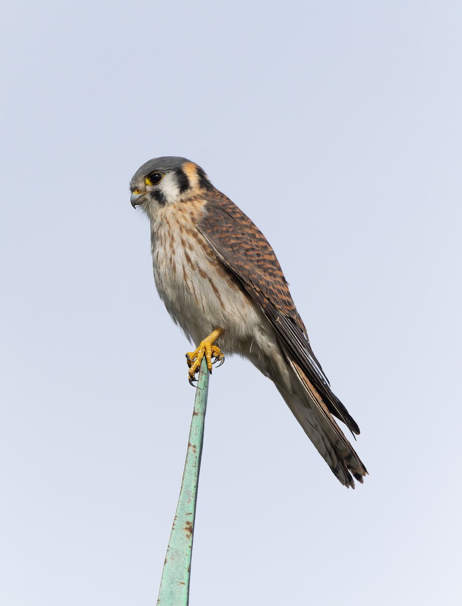 American Kestrel - ML620518741