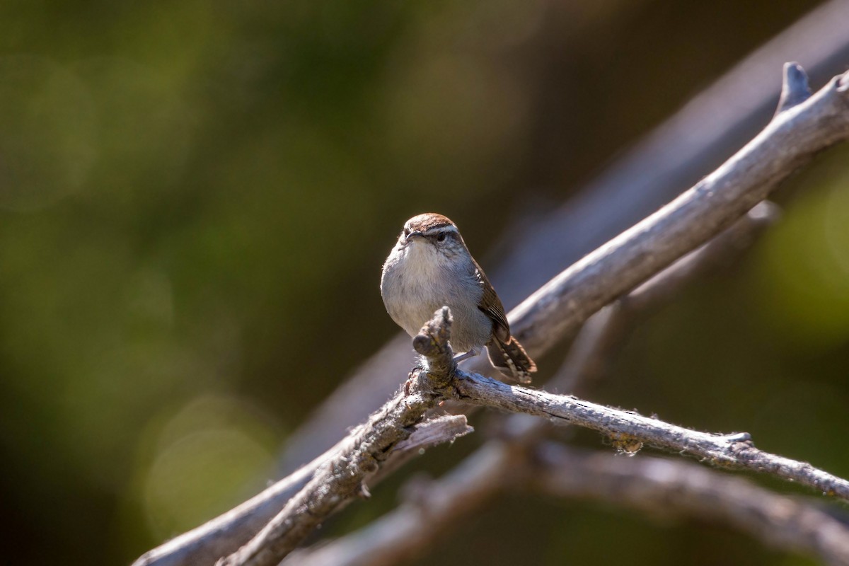 Bewick's Wren - ML620518742