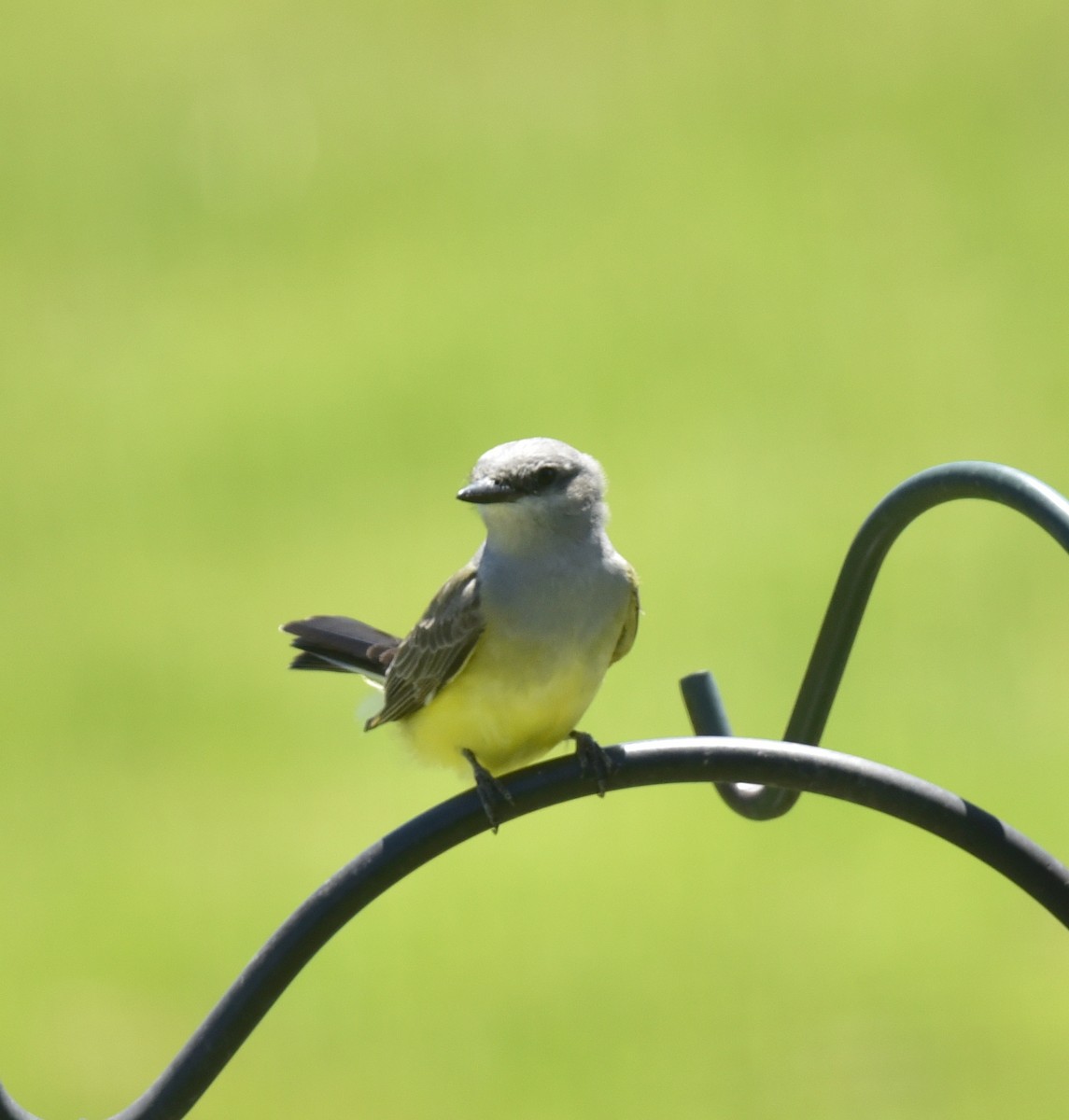 Western Kingbird - ML620518744