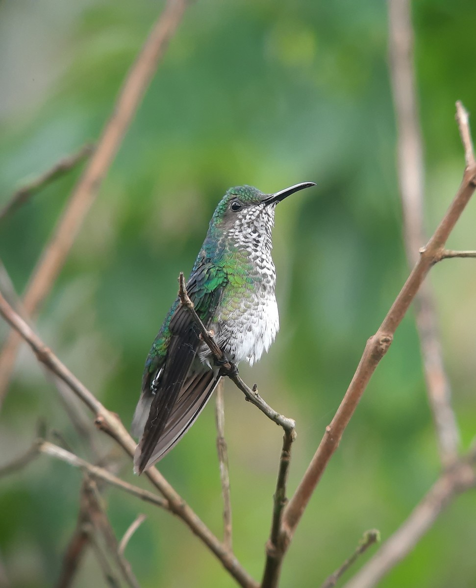 White-necked Jacobin - ML620518745