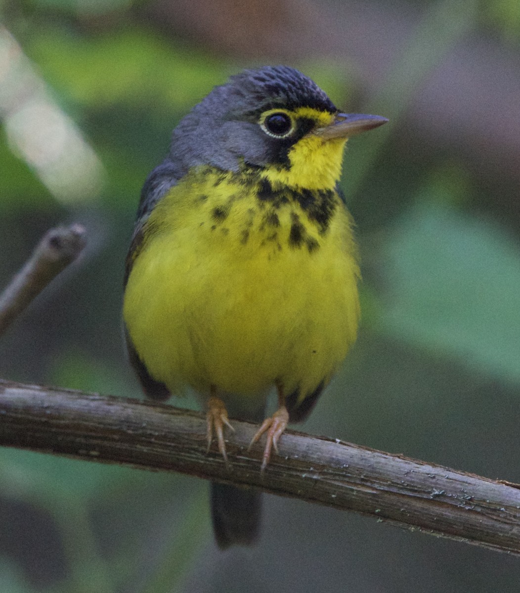 Canada Warbler - ML620518747