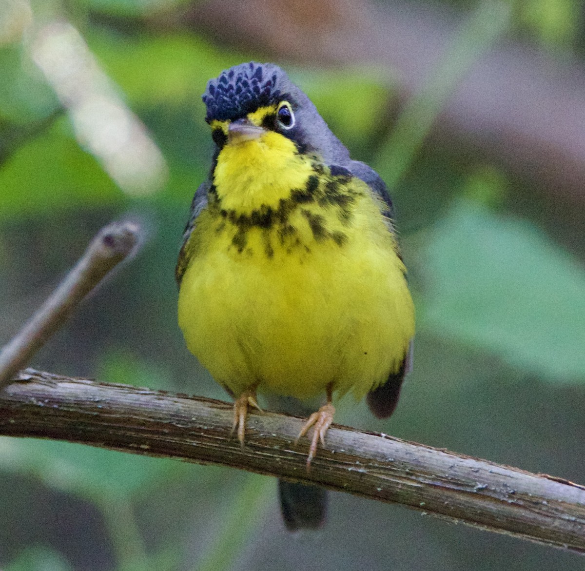 Canada Warbler - ML620518748