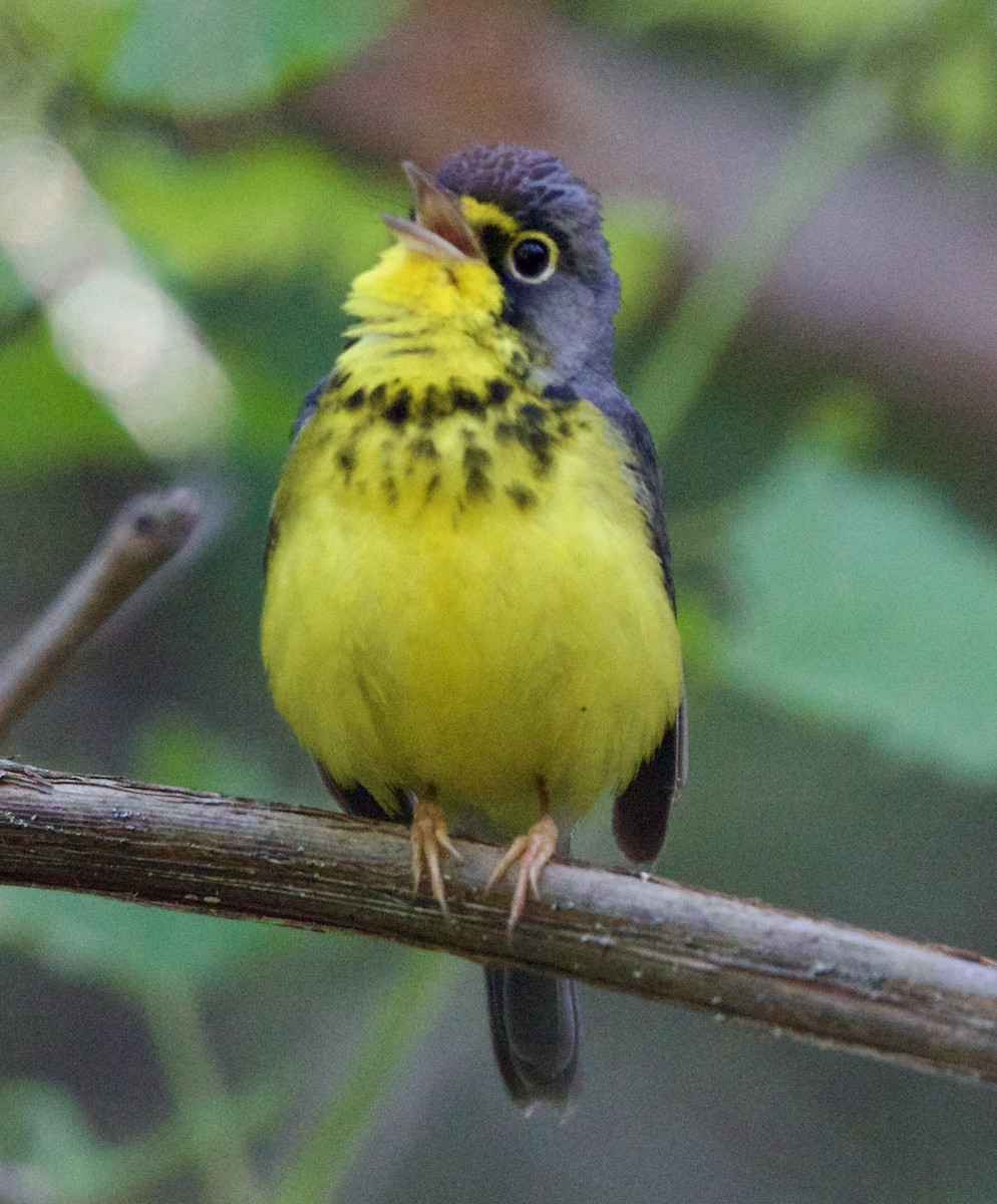 Canada Warbler - ML620518750