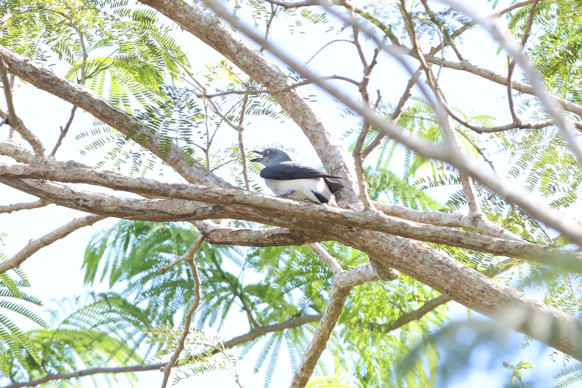 White-rumped Cuckooshrike - ML620518760