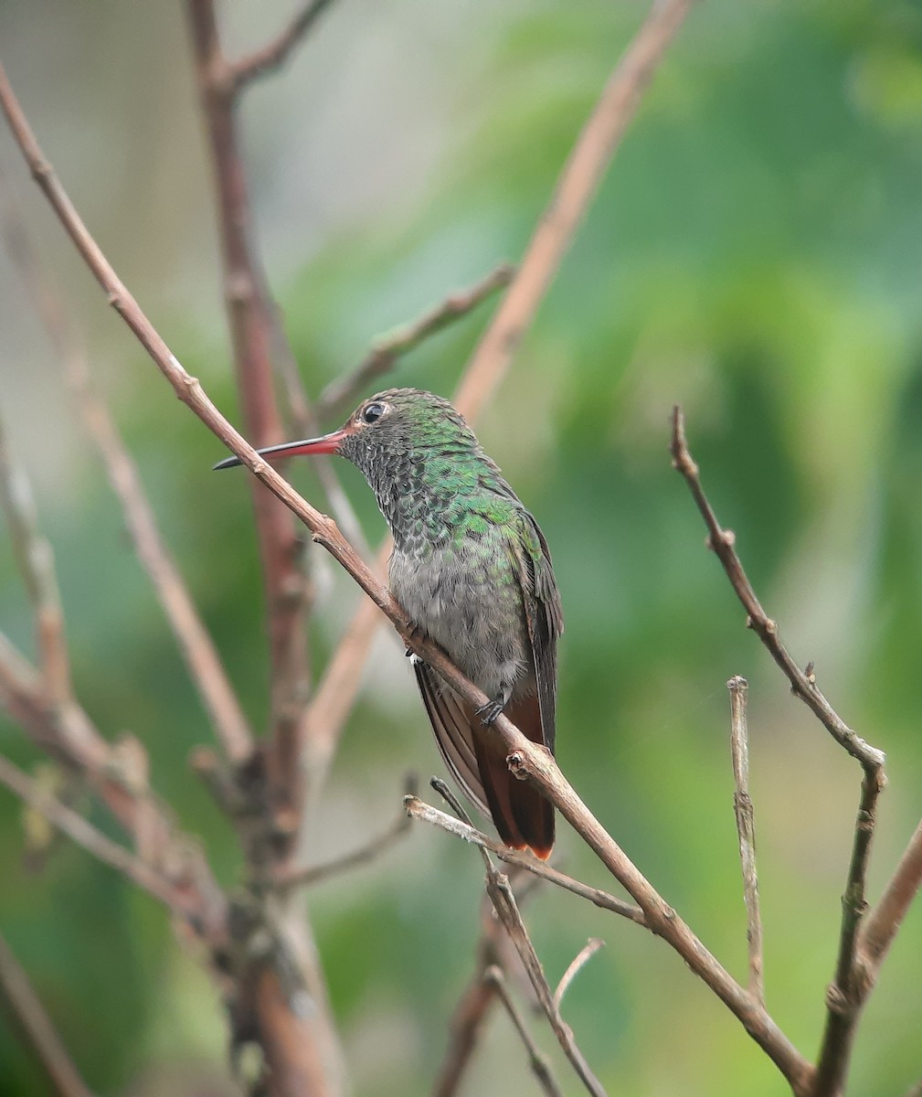 Rufous-tailed Hummingbird - Iris Schriefer