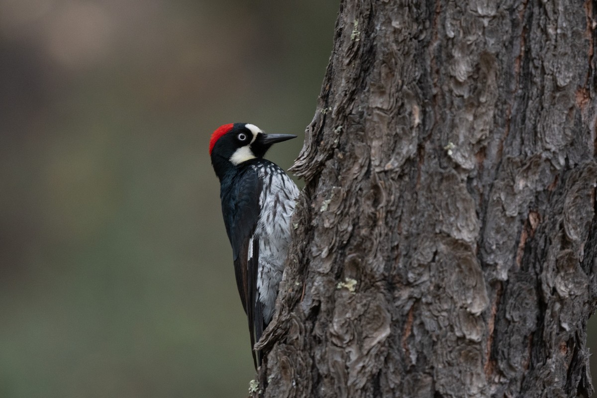 Acorn Woodpecker - ML620518764