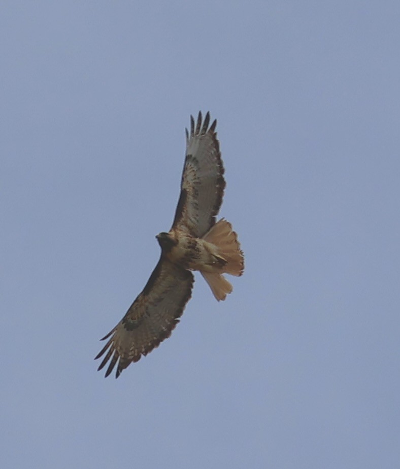 Red-tailed Hawk - ML620518766