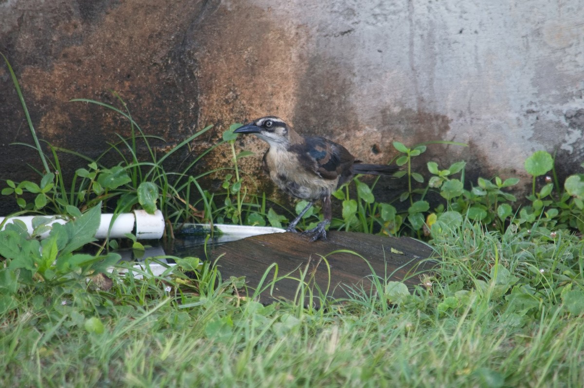 Boat-tailed Grackle - ML620518767