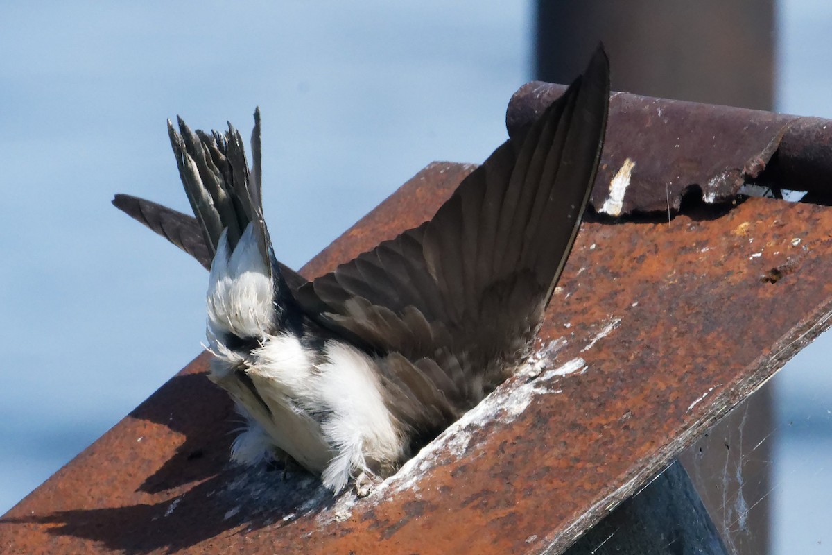 Tree Swallow - ML620518769