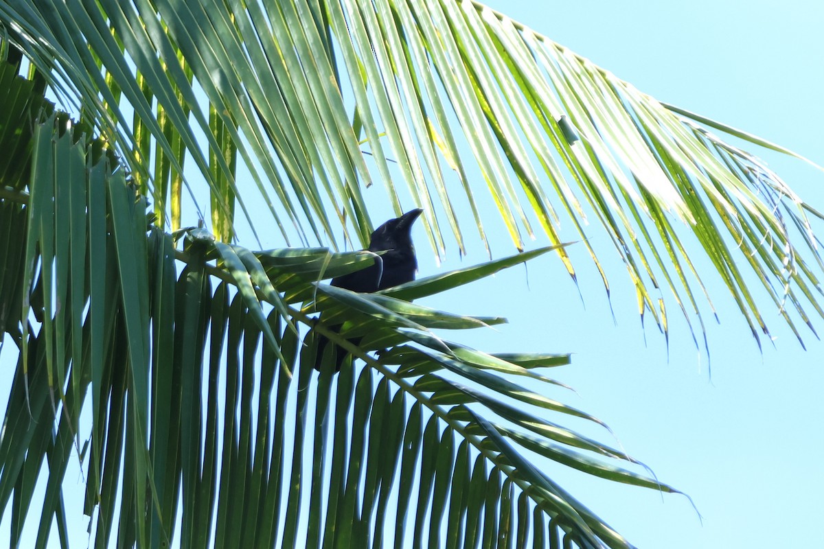 Cuervo Picofino (Sulawesi) - ML620518771