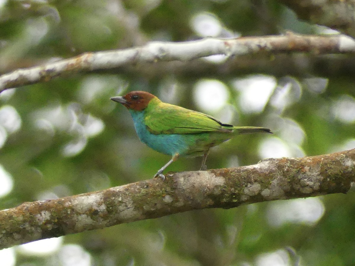 Bay-headed Tanager - ML620518772