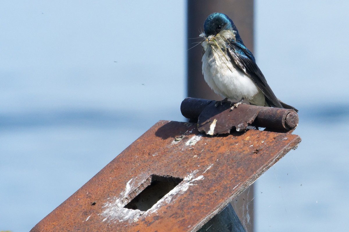 Golondrina Bicolor - ML620518774