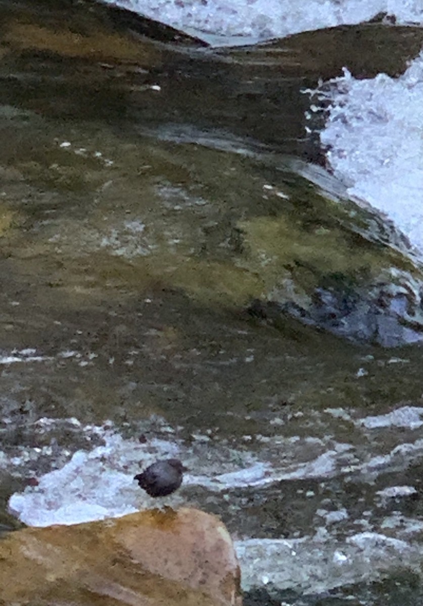 American Dipper - ML620518775