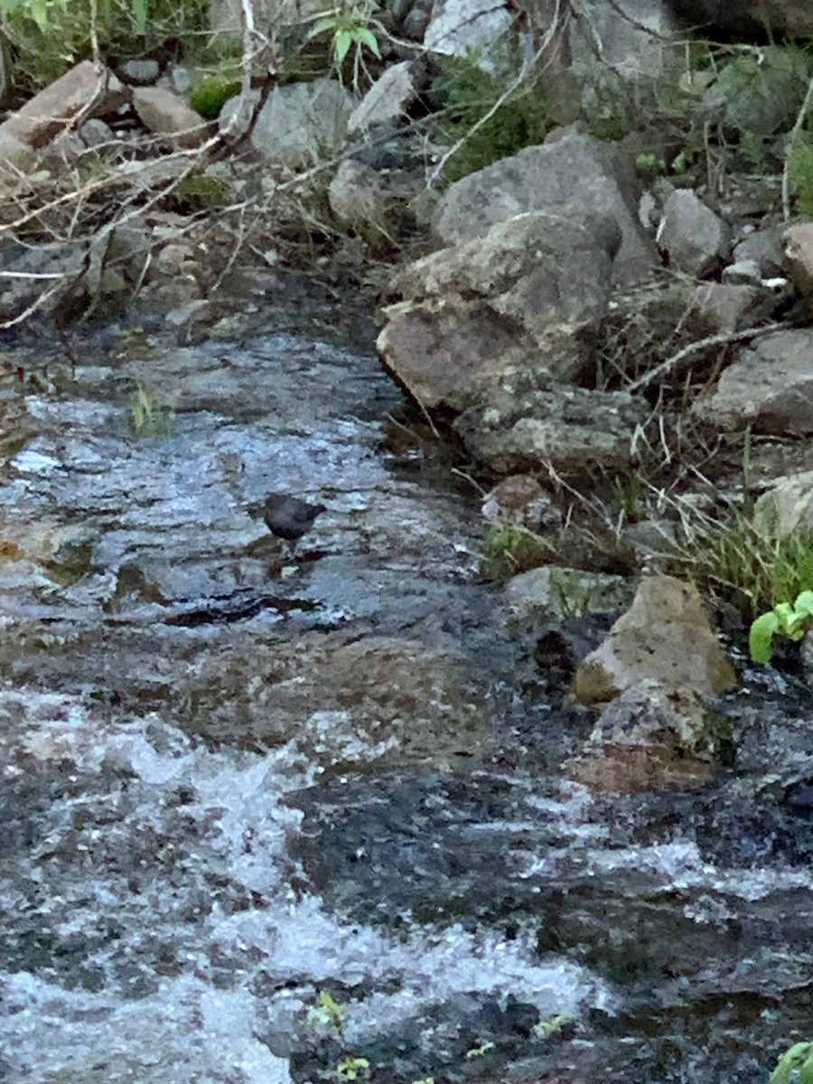 American Dipper - ML620518777