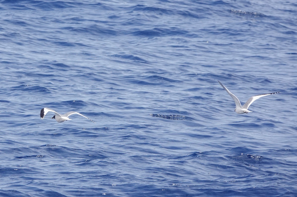 Sabine's Gull - ML620518780