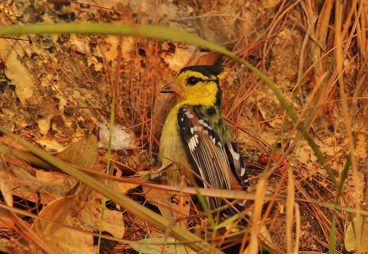 Yellow-cheeked Tit - Scott Watson