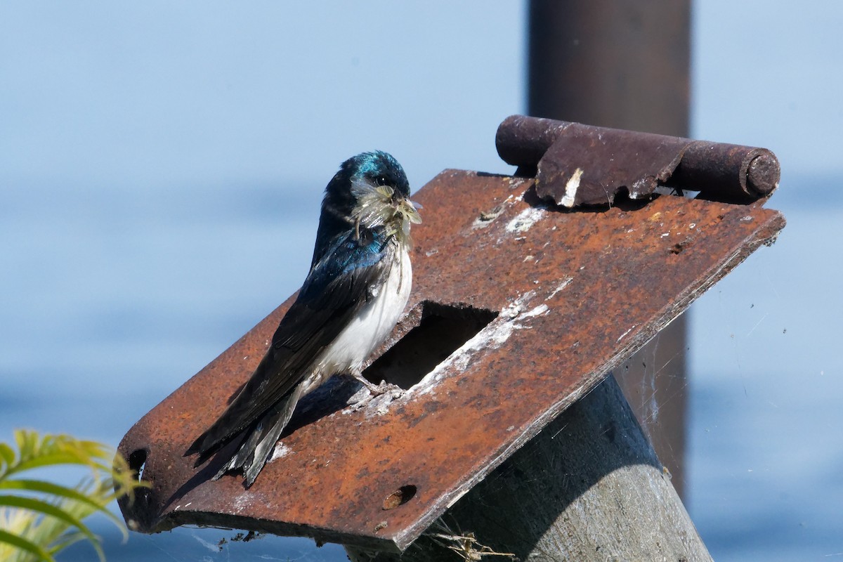 Golondrina Bicolor - ML620518782