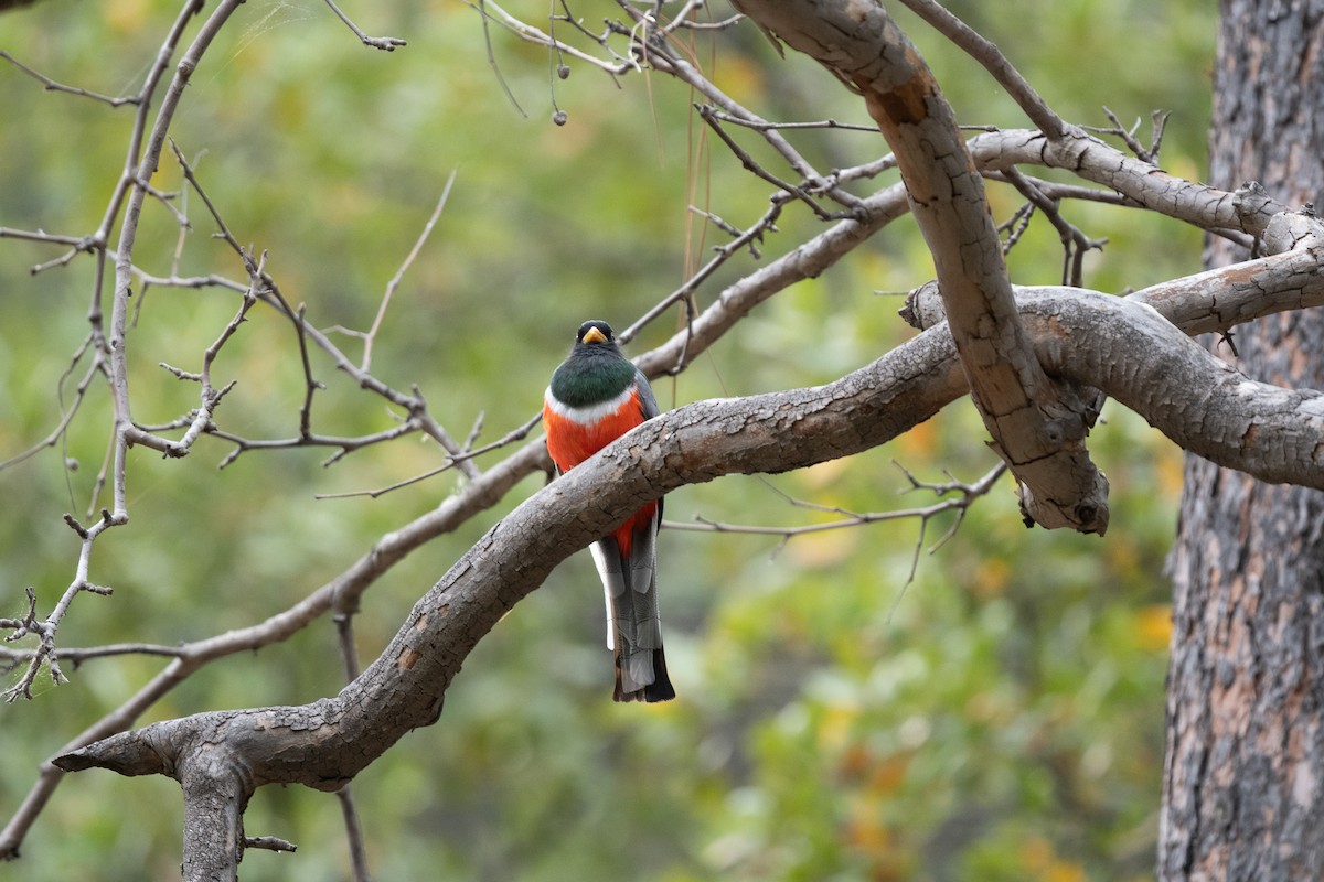 trogon krásný - ML620518784