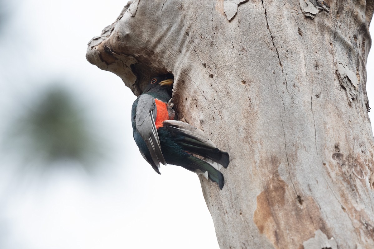 Elegant Trogon - Suzy Deese