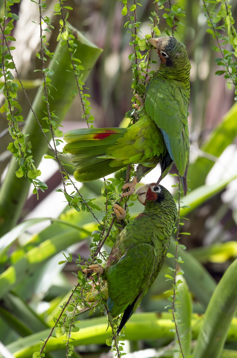 Amazone de Cuba (caymanensis/hesterna) - ML620518792