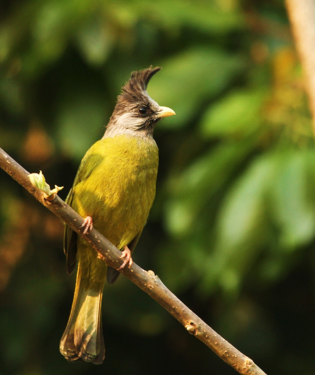 Bulbul à gros bec - ML620518796