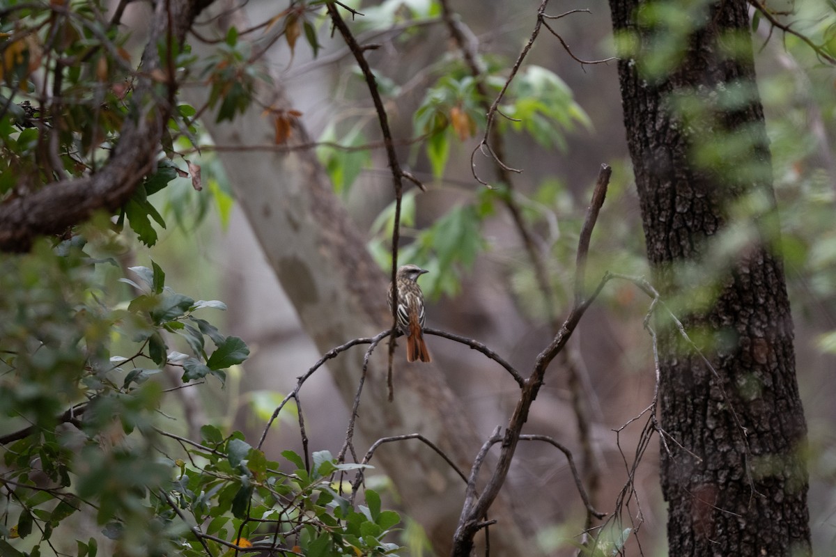 Sulphur-bellied Flycatcher - Suzy Deese