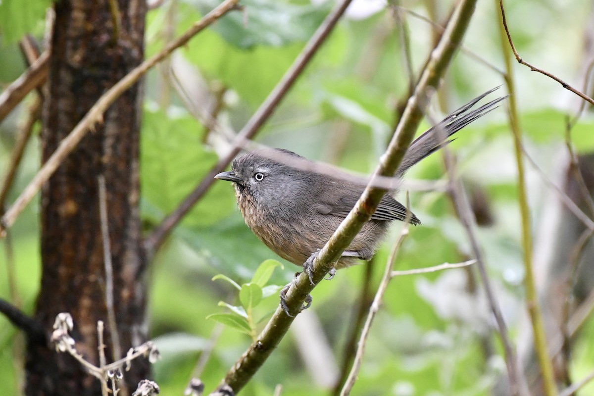 Wrentit - ML620518801