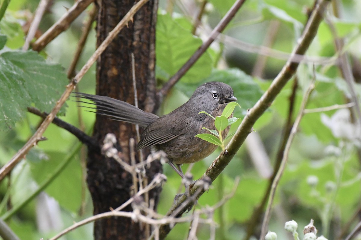 Wrentit - ML620518802