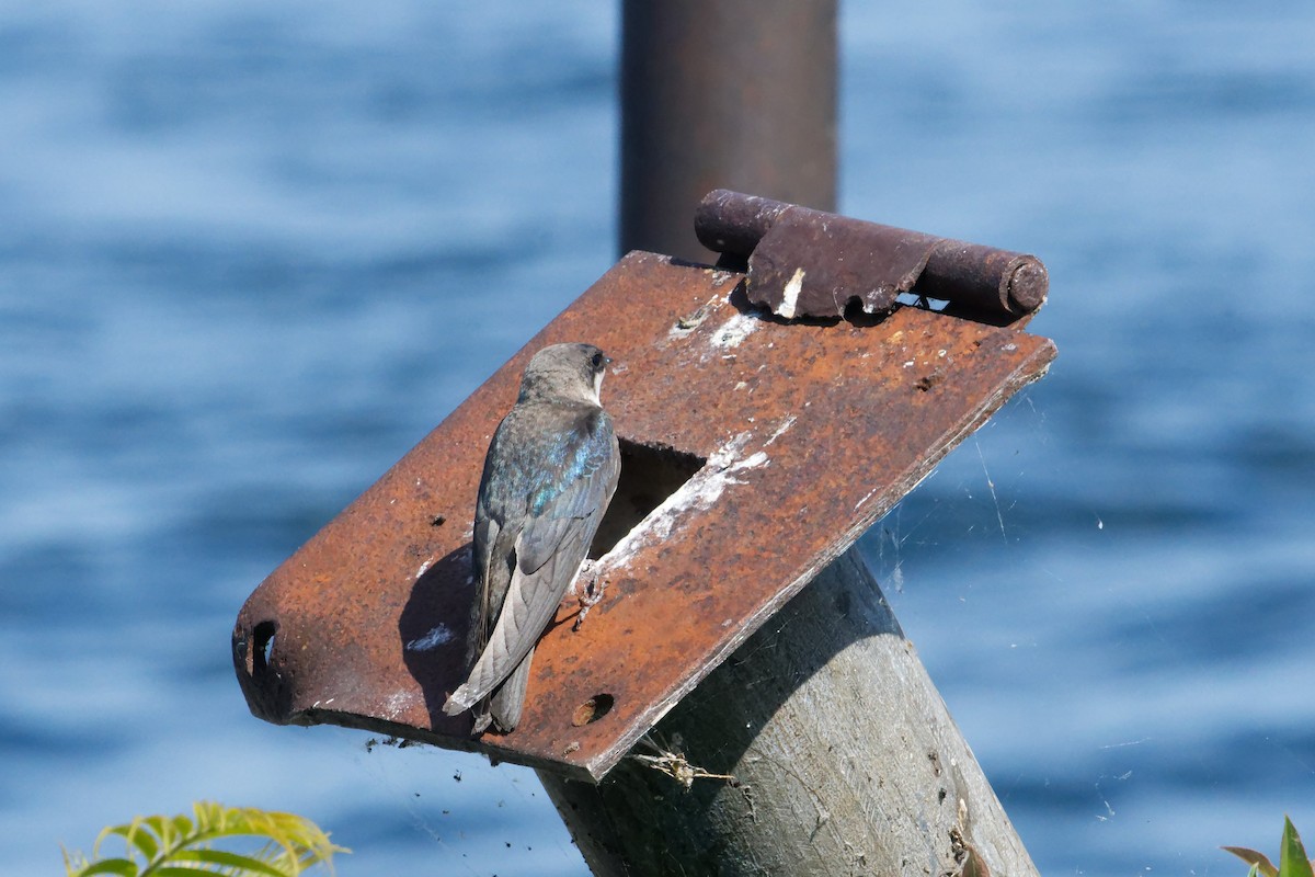 Tree Swallow - ML620518805