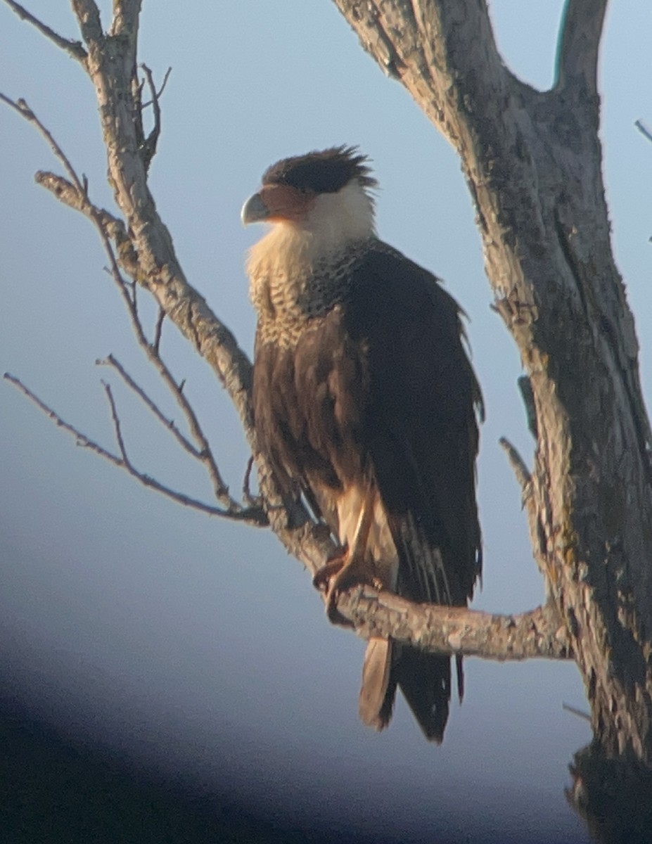 Crested Caracara - ML620518807