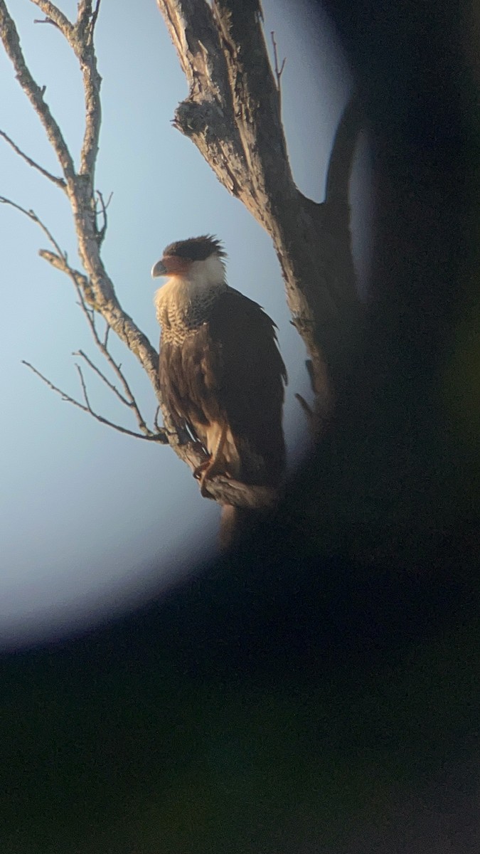 Crested Caracara - ML620518809