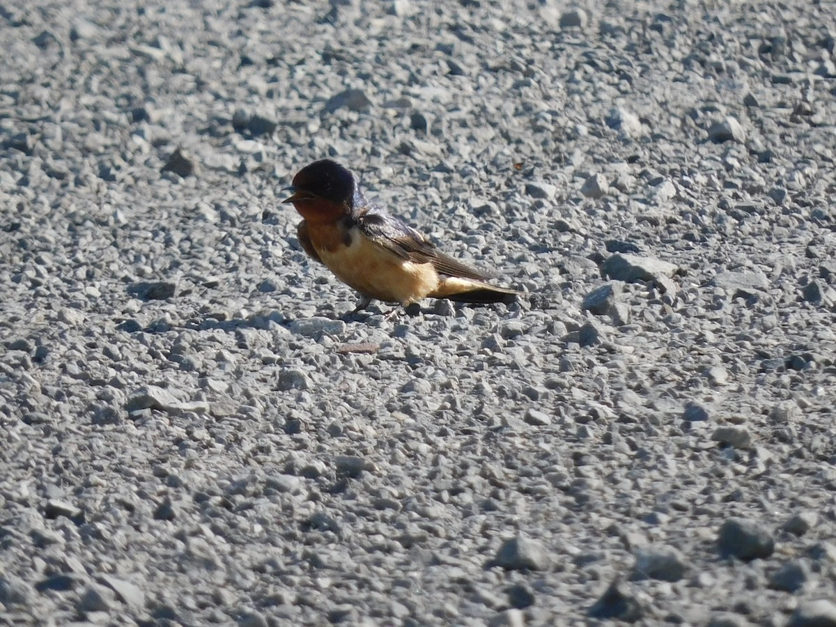 Barn Swallow - ML620518810