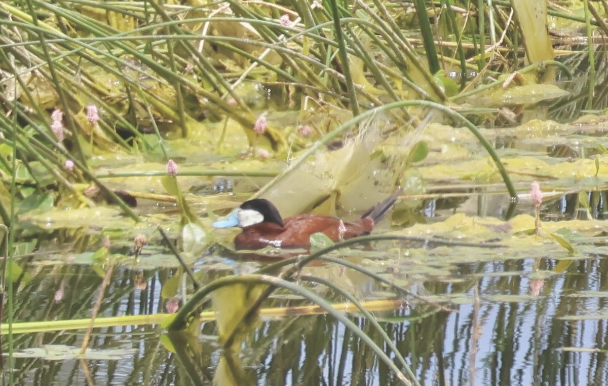 Ruddy Duck - ML620518812