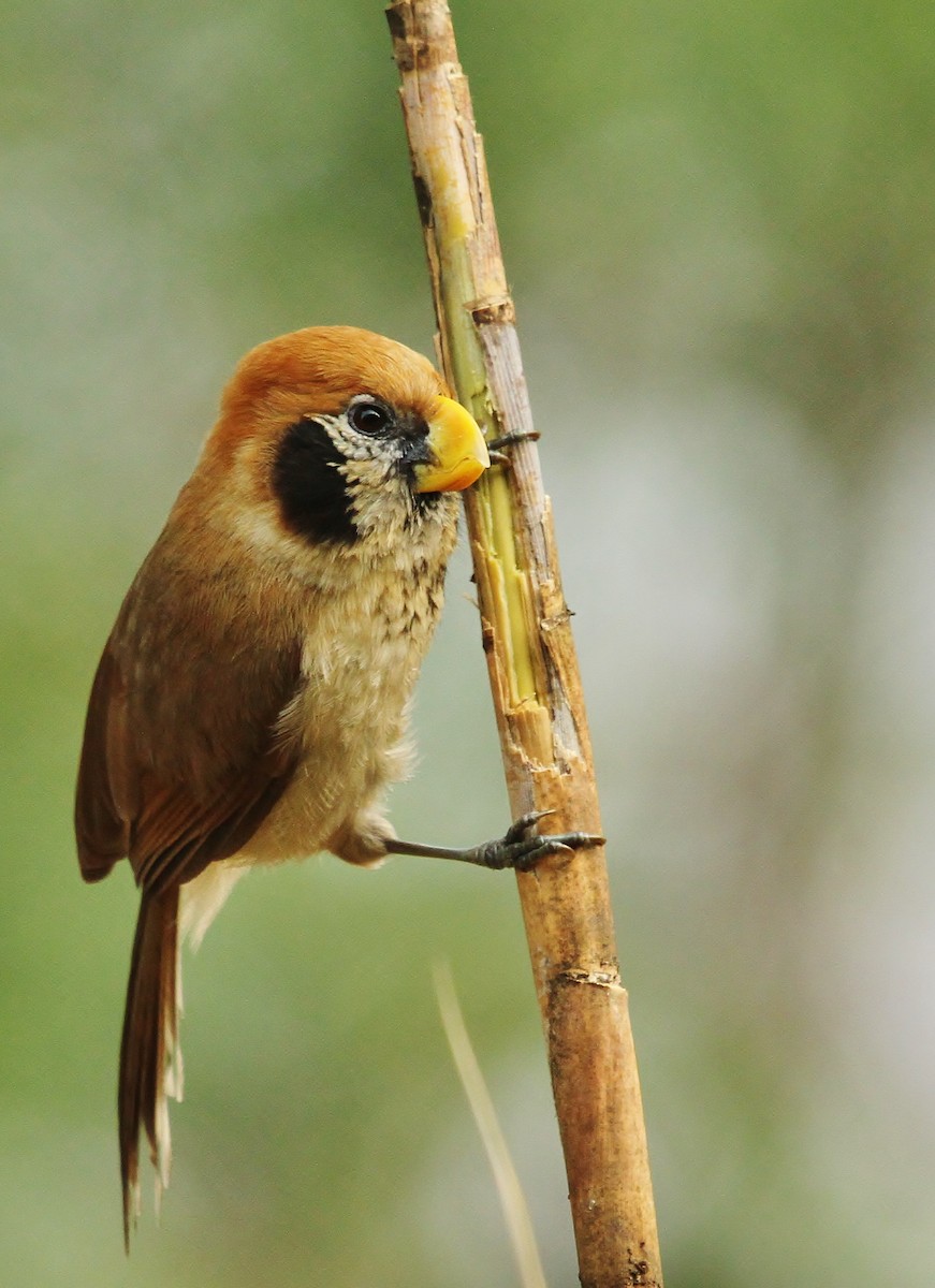 Spot-breasted Parrotbill - ML620518813