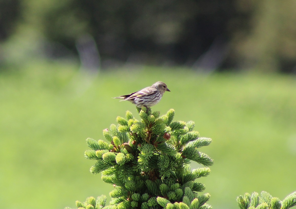 Pine Siskin - ML620518819