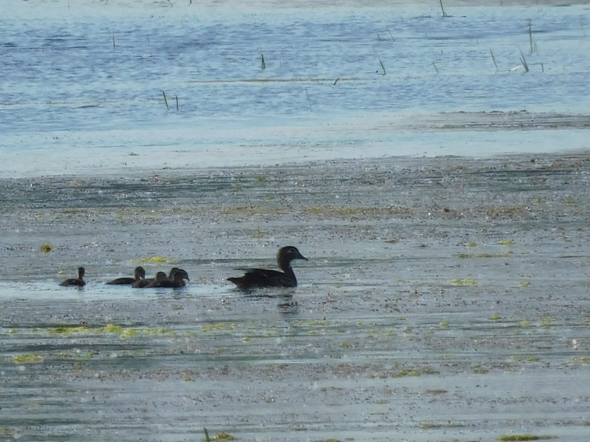 Wood Duck - ML620518821