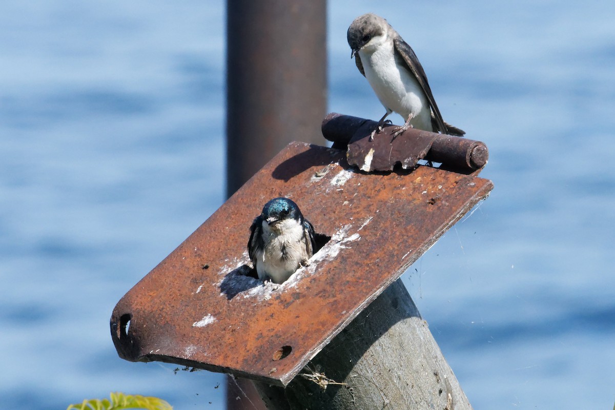 Golondrina Bicolor - ML620518829