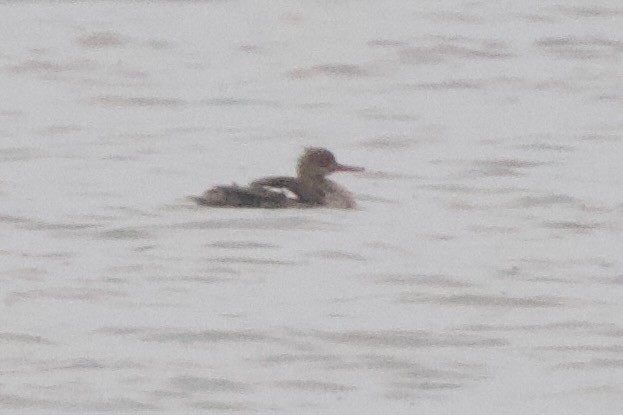 Red-breasted Merganser - ML620518834