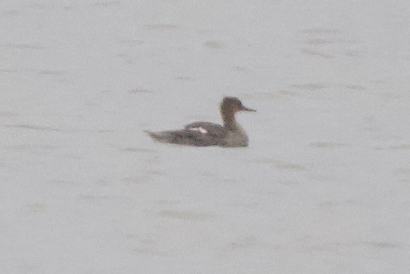 Red-breasted Merganser - ML620518835