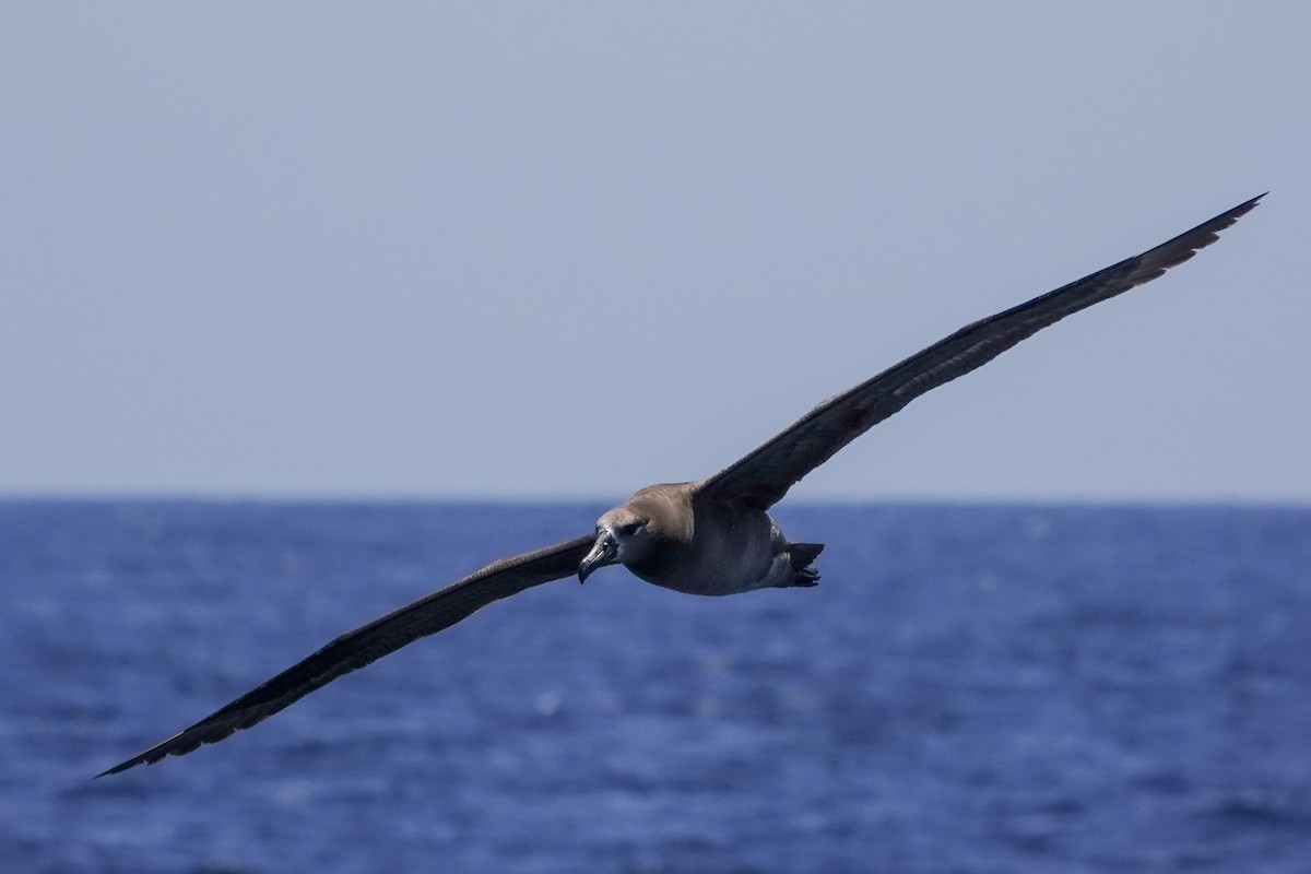 Black-footed Albatross - ML620518838