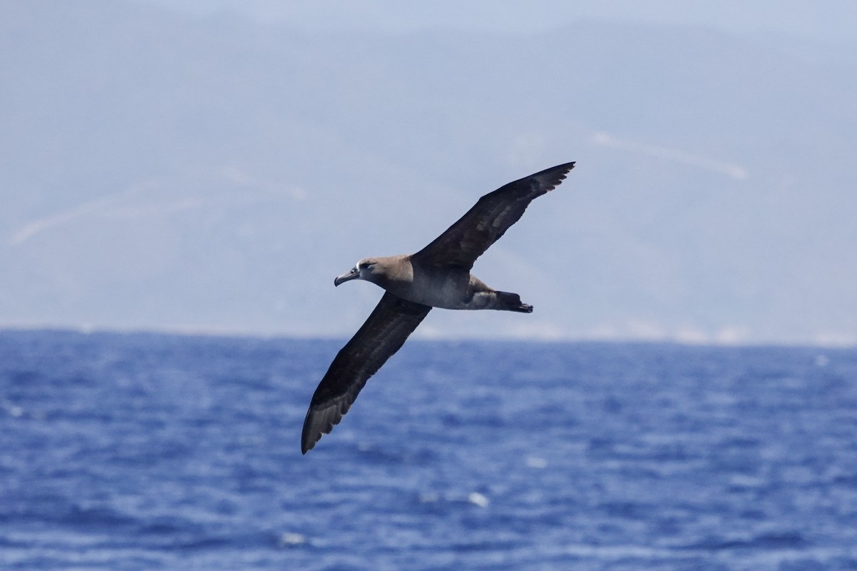 Black-footed Albatross - ML620518839