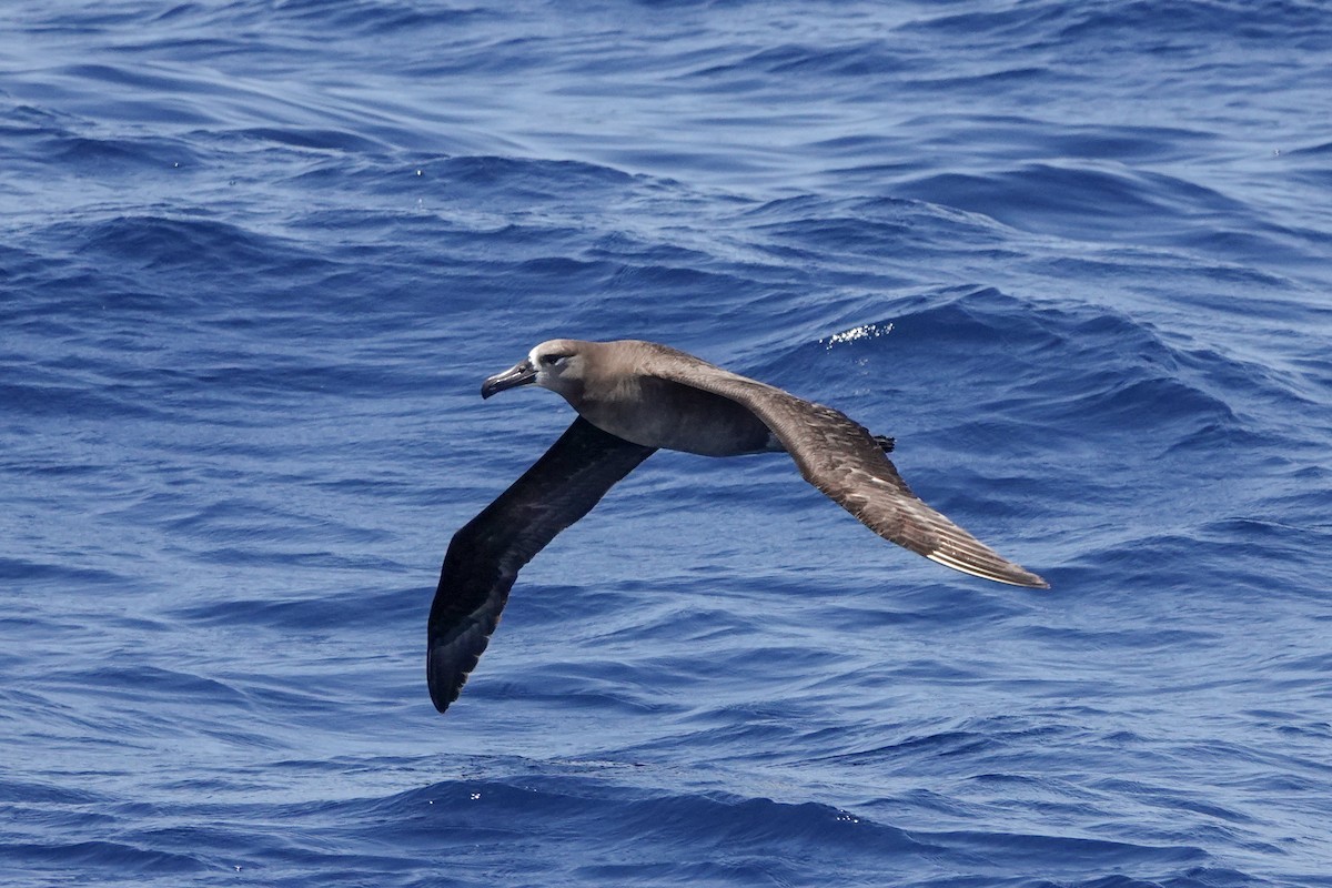 Black-footed Albatross - ML620518840