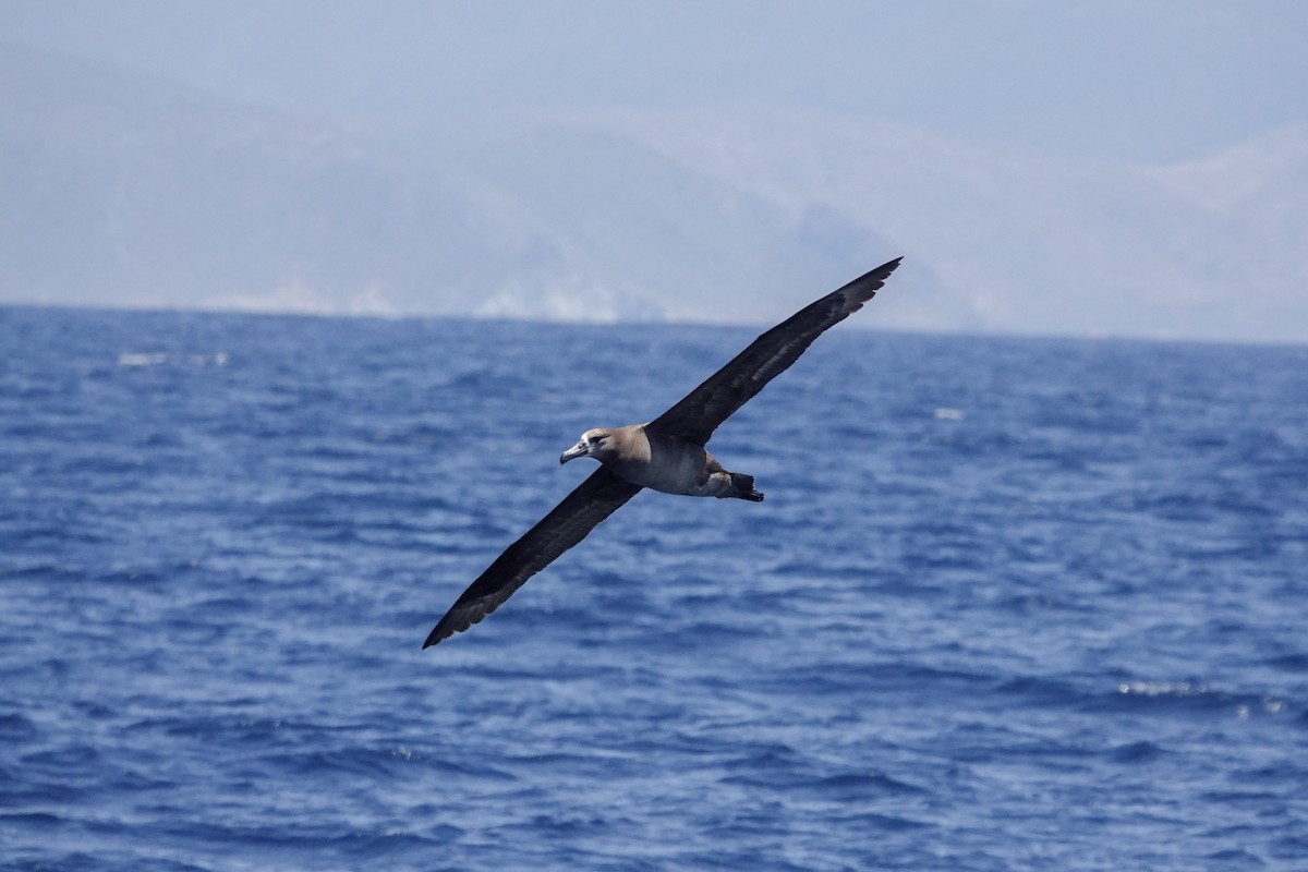 Black-footed Albatross - ML620518841