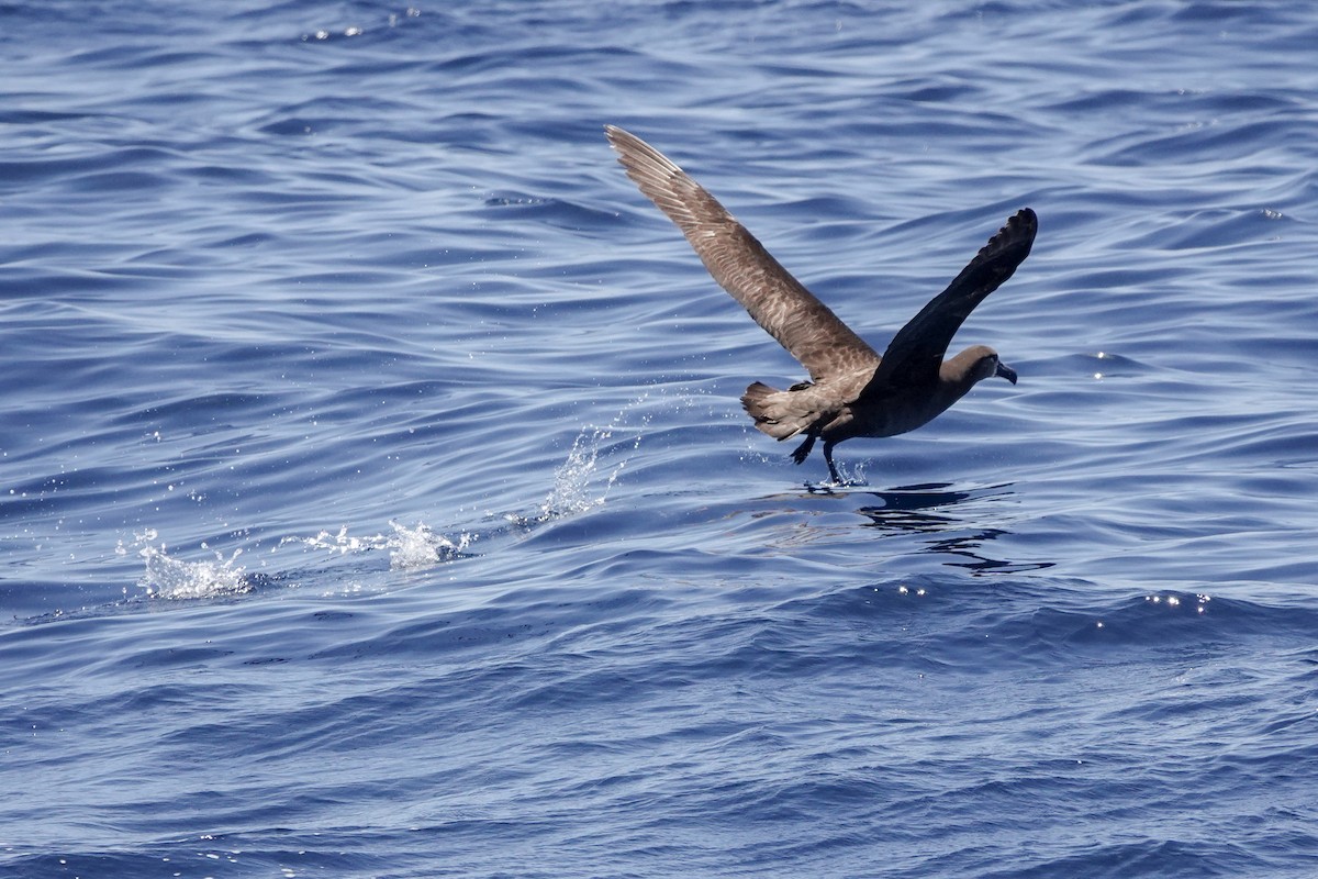 Black-footed Albatross - ML620518842