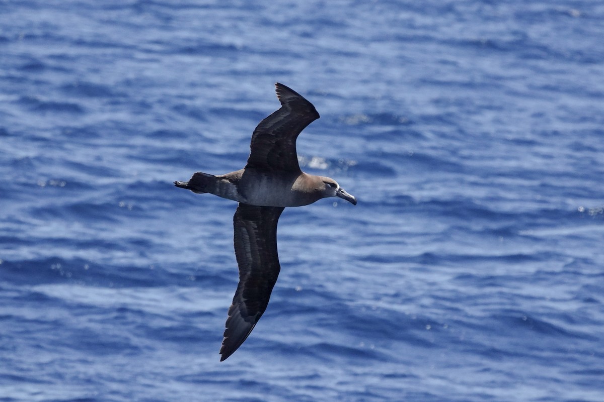 Black-footed Albatross - ML620518843