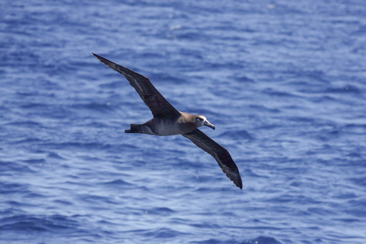 Black-footed Albatross - ML620518845