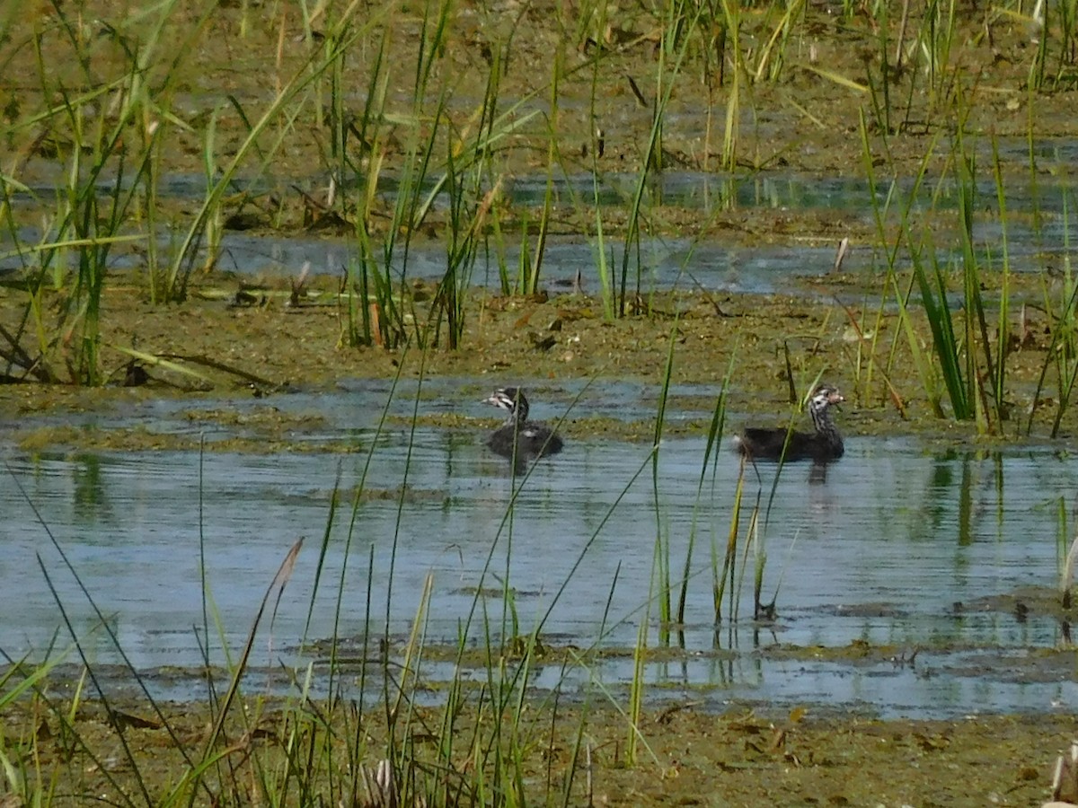 Pied-billed Grebe - ML620518851